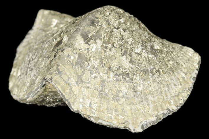 Pyrite Replaced Brachiopod (Paraspirifer) Fossil - Ohio #189155